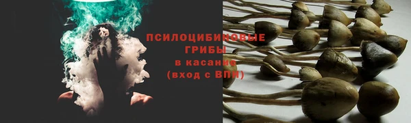 гашик Алексин
